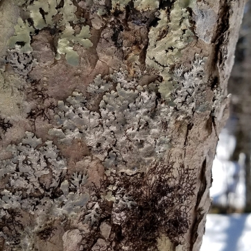 Appalachian Punctelia (Punctelia appalachensis) on a black ash tree.