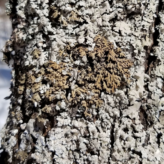 Shadow Lichen (Phaeophyscia sp.) with an unknown gray foliose species on a small but old red maple.