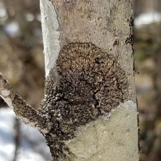 Shadow Lichen (Phaeophyscia orbicularis?) on a sapling black ash tree.