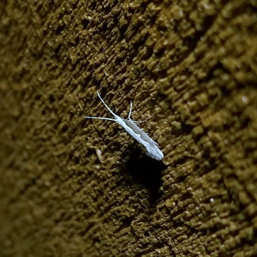 Diamondback Moth (Plutella xylostella)