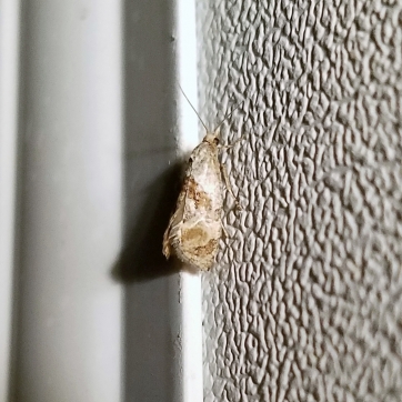 Unknown micro-moth (Subfamily Olethreutinae?)