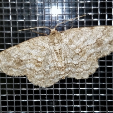 Small engrailed (Ectropis crepuscularia)