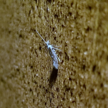 Unknown micro-moth (Family Gracillariidae?)