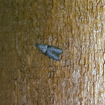 Unknown micro-moth (Family Blastobasidae?) top view
