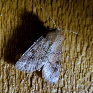 Norman's Quaker Moth (Crocigrapha normani)
