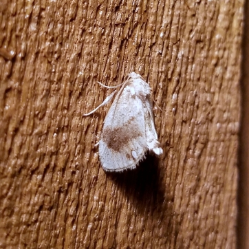 Packardia geminata Jeweled Tailed Slug Moth